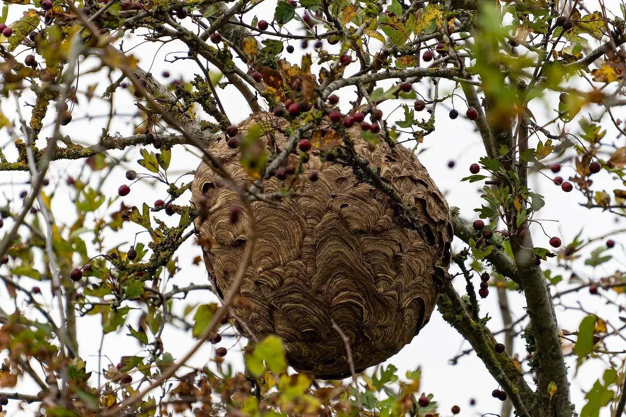 Nid de frelons asiatiques accroché dans un arbre