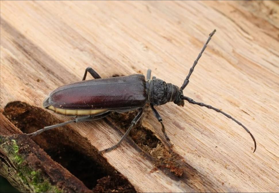Capricorne du bois en gros plan sur une charpente